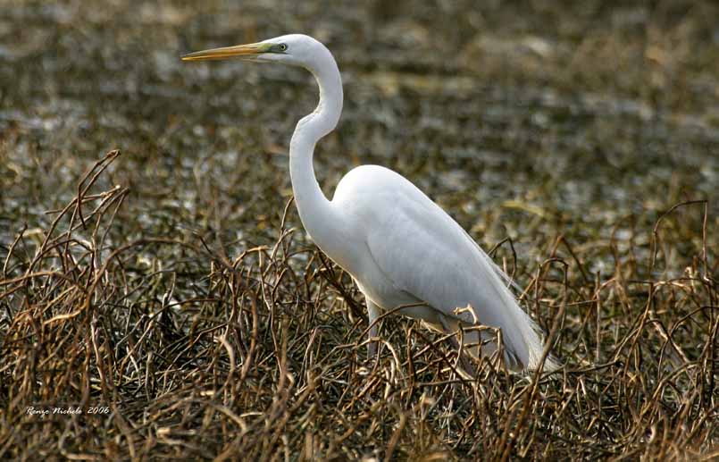 Airone bianco maggiore - Casmerodius albus